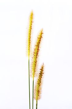 grass isolated on white background 