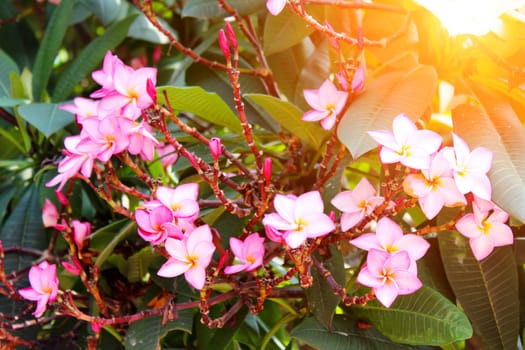 beautiful pink flowers in the garde