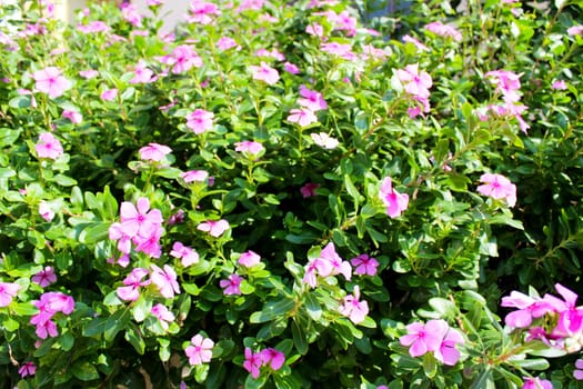 beautiful pink flowers in the garden 