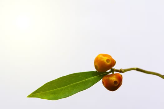 green leaf and fruit