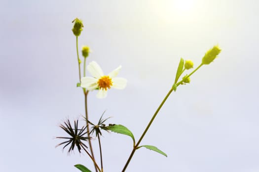 White  Flower 