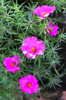 red flower beautiful 