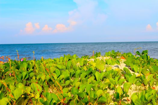 beach of china