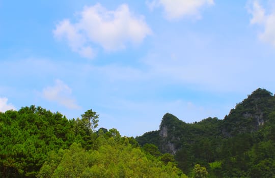 beautiful green forest