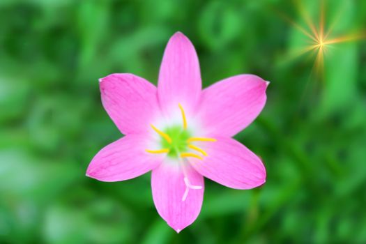 pink flower