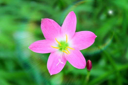 pink flower