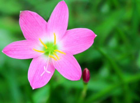 pink flower