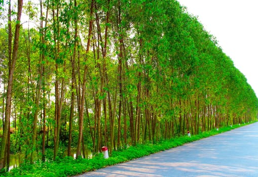 Path in spring green forest