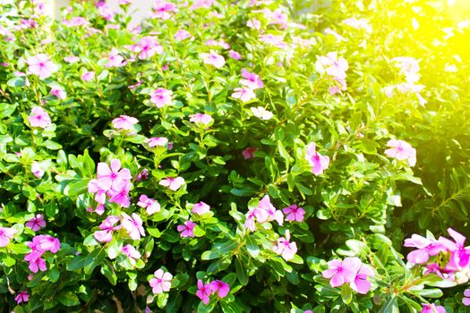 beautiful pink flowers in the garden 