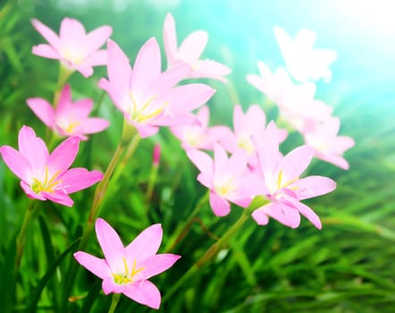 beautiful pink flowers in the garden