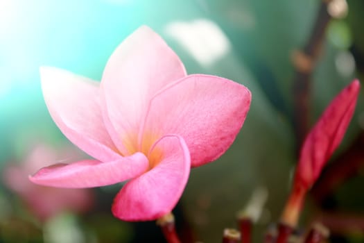 beautiful pink flowers in the garden 