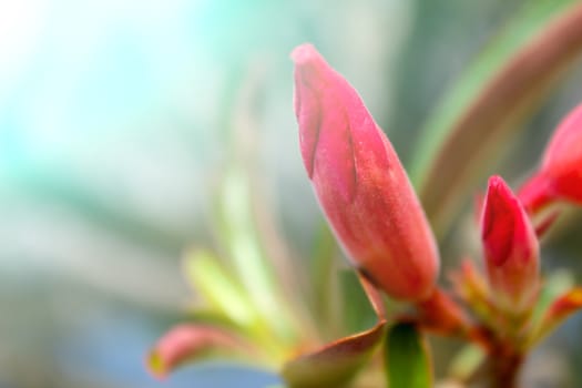 beautiful pink flowers in the garden 