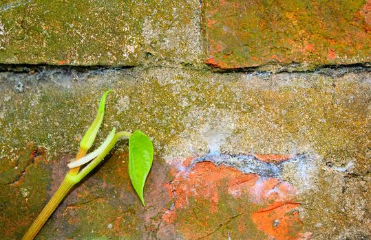 Stone wall with green