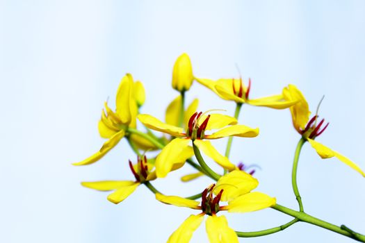 Yellow flowers background