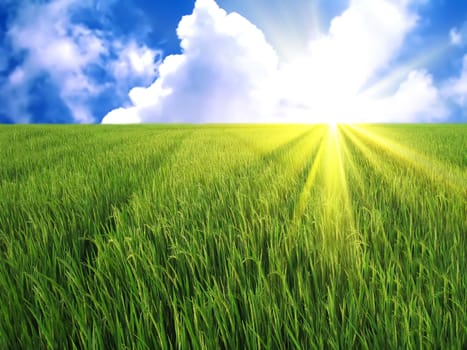 rice fields in the blue sky with white clouds