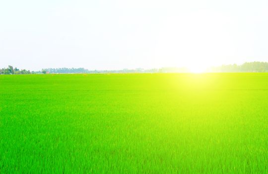 Green field under blue sky 