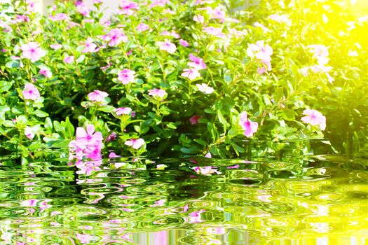 beautiful pink flowers in the garden 