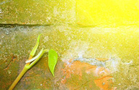 Stone wall with green