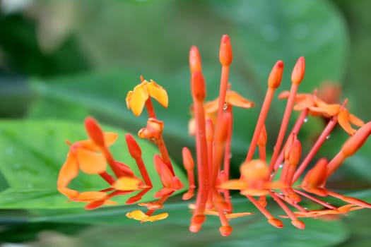 Beautiful orange flower