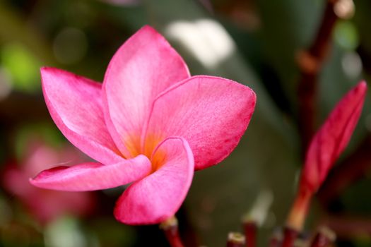 beautiful pink flowers in the garden 