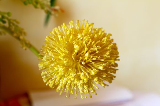 Macro view of yellow flower