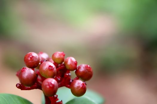 bunch of fruit