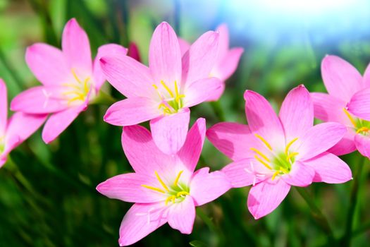 beautiful pink flowers in the garden