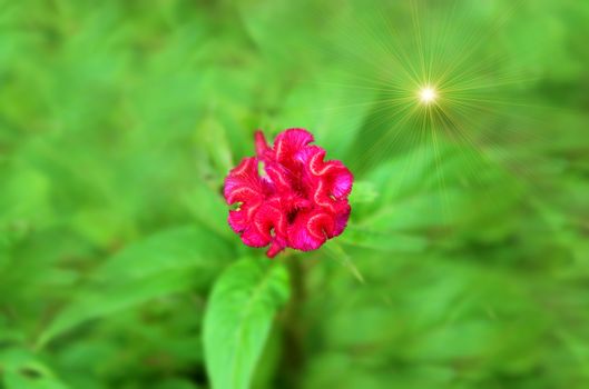 Colorful flower red 