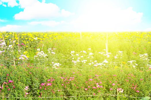 Green field under blue sky