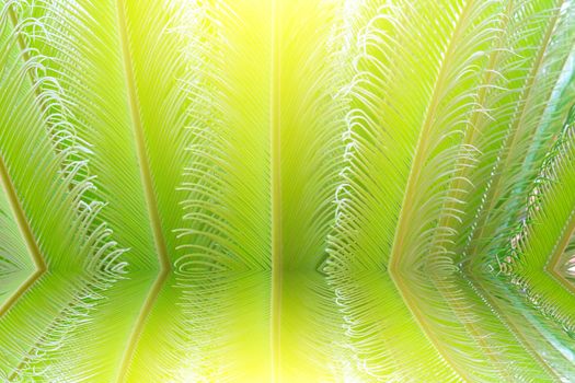 tropical fern plant with new red leaves 