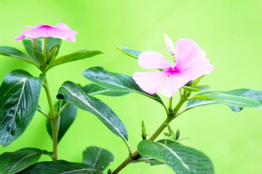 Pink  flowers on a blue background 