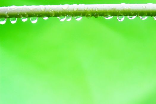 branch with dew drops close up 