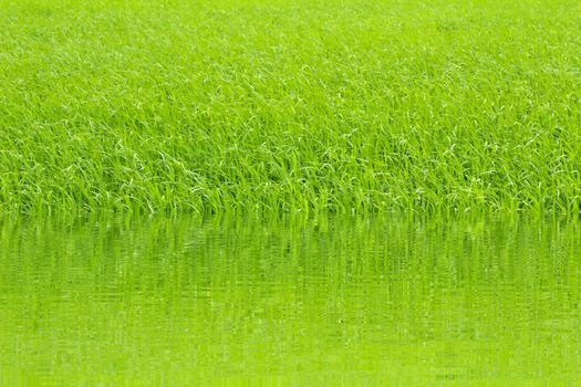 paddy rice in field