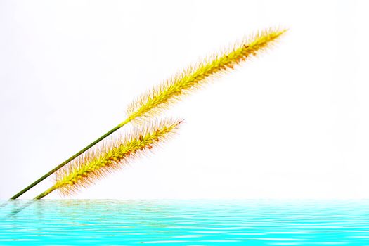 grass isolated on white background