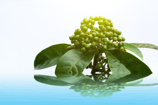 fresh green fruit isolated on a white background