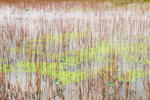 lotus pond