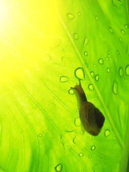 Small brown snail on a green leaf