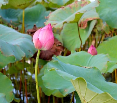 pink lotus flower among green foliage