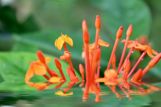 Beautiful orange flower