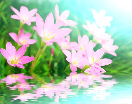 beautiful pink flowers in the garden