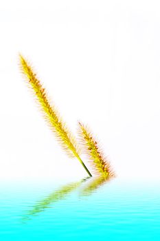 grass isolated on white background