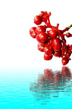 red berries of viburnum isolated on white 