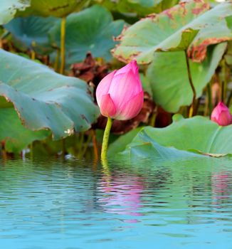 pink lotus flower among green foliage 