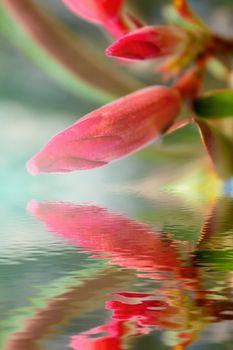 beautiful pink flowers in the garden 