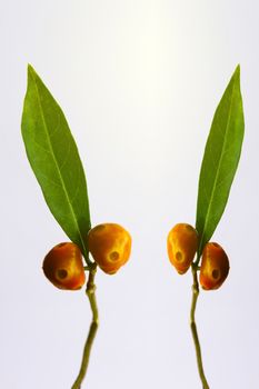 Yellow fruit on the tree