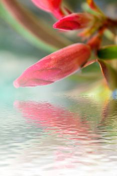 beautiful pink flowers in the garden 