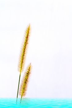 grass isolated on white background