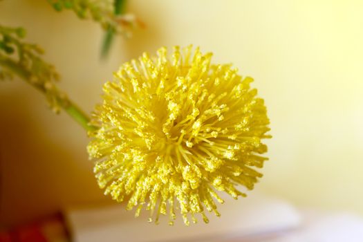 Macro view of yellow flower