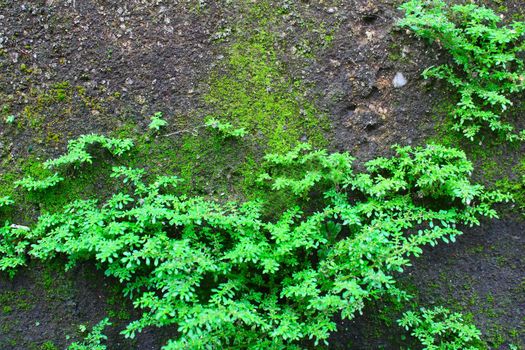 Shrubs fern Background