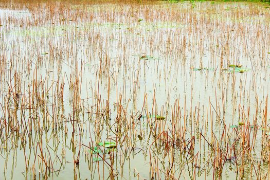 lotus pond